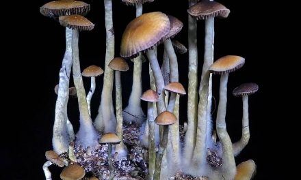 Increasing Popularity and Legality of Microdosing